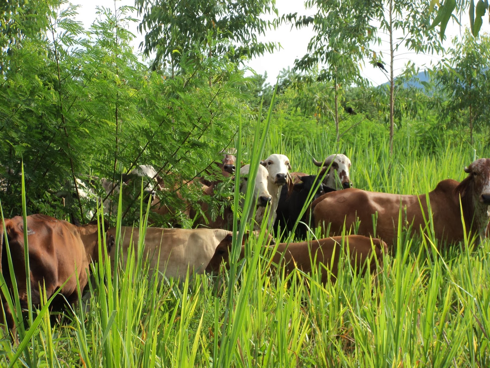 Vacas pastando